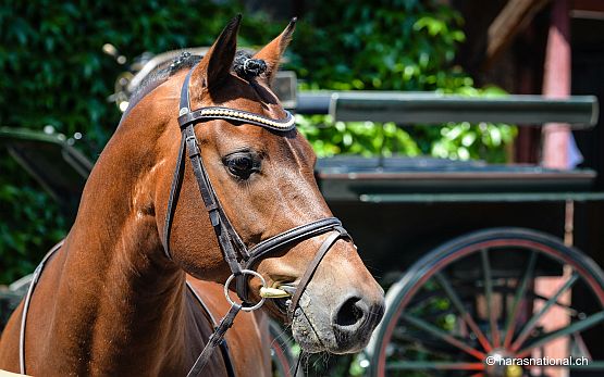 Historique BEA Bern 2018